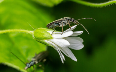 Golden-bloomed grey longhorn beetle rests on a delicate white flower surrounded by vibrant green...