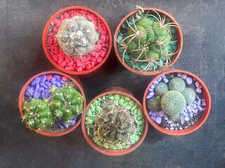 Small cute cacti in individual pots with colorful gravel stones, decorative indoor plants
