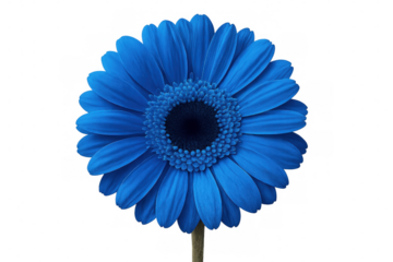 Vivid blue gerbera daisy featuring soft, layered petals with crisp detail against transparent white background