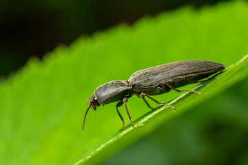 Close-up of a black beetle perched on a green leaf in a natural setting during midday