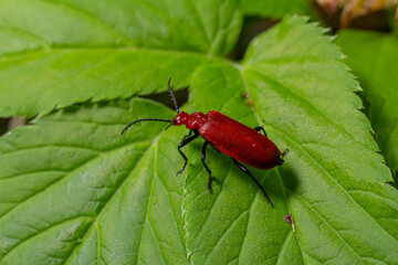 Bright red Pyrochroa sp. Cardinal Beetle resting on a green leaf in a forest environment during mid-spring