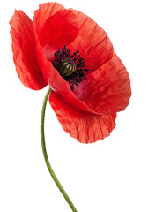 poppy flower isolated on white