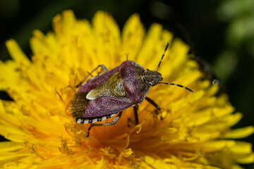 Colorful beetle resting on a bright yellow dandelion in a sunny garden during the afternoon