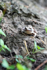 frog in the grass
