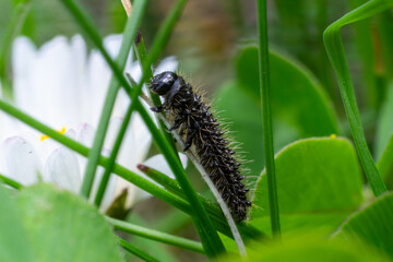 Tansy leaf beetle larva Galeruca tanaceti feeding on vegetation in a lush garden environment during a sunny afternoon