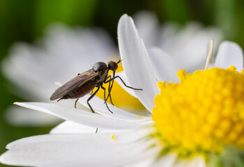 Dance flies resting on a white flower with yellow center during a sunny day in a blooming meadow...