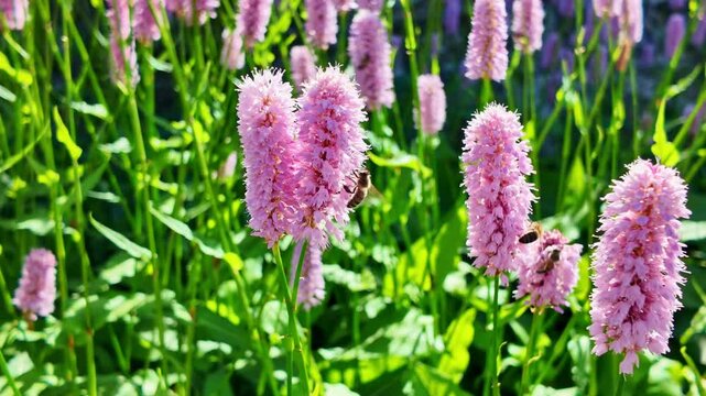 Close-up shot of bees diligently pollinating tall pink bistort (Bistorta officinalis) flower spikes in sunlit garden, Nature, insect life