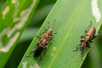 Half-copper reed beetles observed on green leaves in a lush habitat showcasing their distinct...