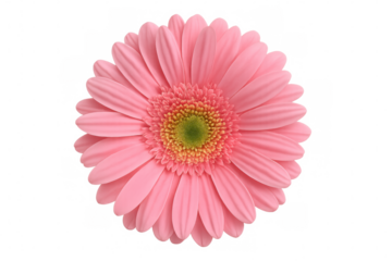 Blooming pink gerbera flower on a transparent background, offering a vibrant touch for various design projects and creative endeavors