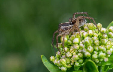 Common wolf spider Pardosa amentata foraging on green plant buds in a garden during springtime