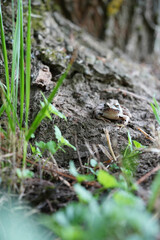 frog in the grass
