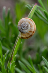 Heath snail Xerolenta obvia resting on green grass in a natural habitat during early morning light