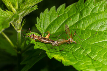 Large common crane fly resting on green leaves in a natural setting during daylight showcasing its elongated body and delicate wings