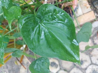 Fresh green tropical leaves with water droplets after rain, close-up macro nature background.