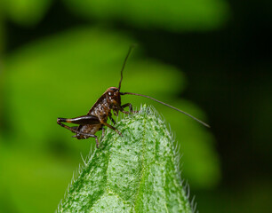 Dark Bush-cricket nymph perched on a leaf amidst lush green foliage during a sunny afternoon in a tranquil natural habitat