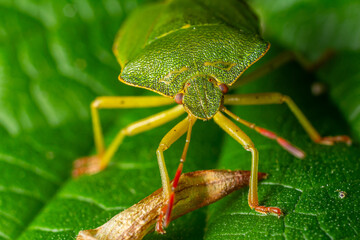 Green insect sitting on a leaf with detailed textures captured in a natural setting during daylight hours
