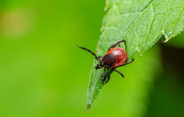 Detailed close-up of a tick resting on a green leaf under natural sunlight in a forest setting during springtime