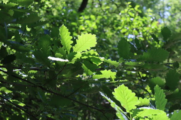 A branch of the Georgian oak, Quercus petraea iberica, with leaves illuminated by the sun, against the background of a lush green crown.