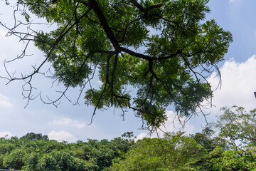 The clear sky with soft clouds provided the perfect backdrop for the trees with thick leaves and...