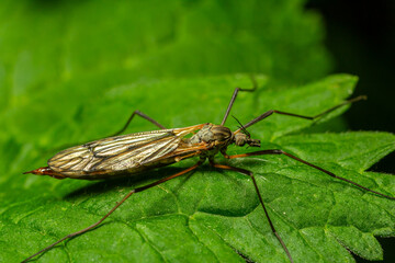 Common crane fly Tipula oleracea resting on a green leaf in a natural setting during daylight hours