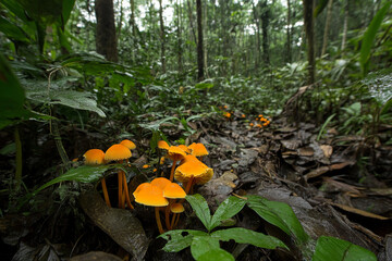 Cluster of bright orange fungi thriving in the lush rainforest undergrowth near a tropical habitat