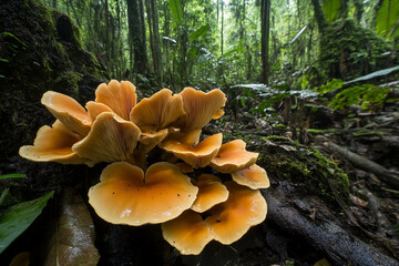 Bright orange fungi cluster thrives in dense rainforest undergrowth during a sunny afternoon