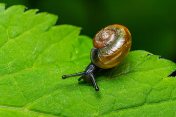 Small translucent brown snail with spiral shell exploring a green leaf in a natural habitat during daylight