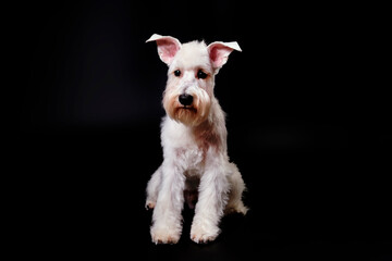Miniature Schnauzer white on the black background