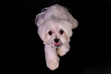 Maltese lapdog puppy carefully looks up at the camera