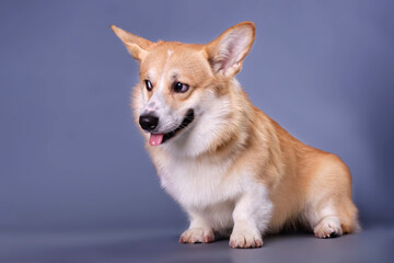The corgi puppy looks away. Studio photo