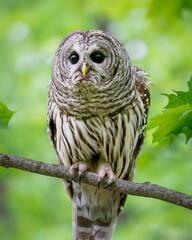 Female Barred Owl