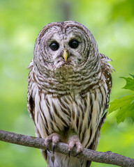 Female Barred Owl