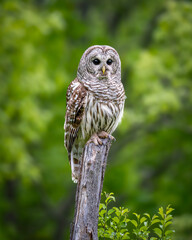 Female Barred Owl
