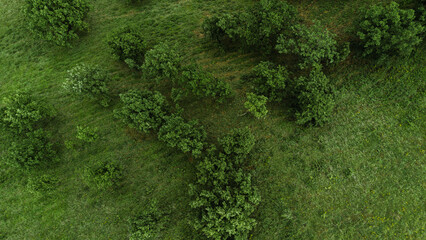 Close-up top-down drone shot of bright green treetops in a meadow on the slopes of Zagajicka brda....