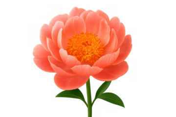 Vibrant coral pink peony blossom featuring a transparent background, enhancing design projects with its beauty and elegance