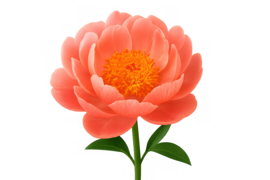 Vibrant coral pink peony blossom featuring a transparent background, enhancing design projects with its beauty and elegance
