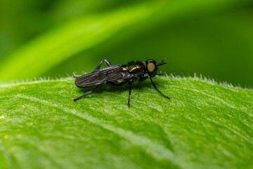 Metallic-shining Actina long-legged fly rests on a green leaf showcasing its predatory nature and intricate detail against vibrant foliage