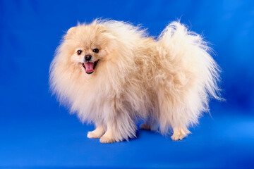 A young overgrown pomeranian dog with long hair on a blue background chromakey