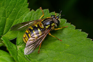 Chrysotoxum spp. hoverfly rests on a green leaf showcasing its vivid yellow and black markings in a natural environment