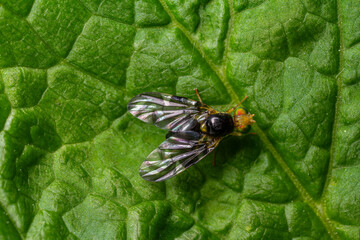 Detailed view of Rhagoletis cerasi the cherry fruit fly resting on a green leaf showcasing characteristics of this significant agricultural pest