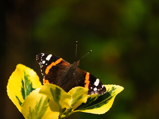 Red Admiral butterfly on Japanese spindle yellow leaves