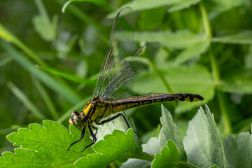 Common clubtail dragonfly perched on green leaves showcasing its vibrant yellow stripes against a black body in a natural setting