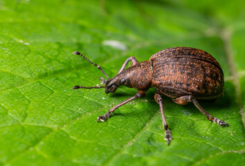 Close-up view of a brown weevil resting on a vibrant green leaf in a garden during sunny daylight hours showcasing its unique texture and details