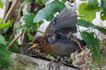 A Common Blackbird chick (Turdus merula) sits on a wooden board, flaps its wings, and begs for food...