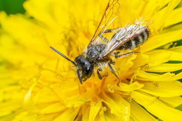 Bee collecting pollen from bright yellow dandelion flower during sunny day in spring season