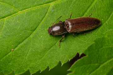 Close-up view of a brown beetle resting on a large green leaf in a natural environment during daylight hours