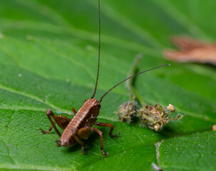 Dark bush-cricket nymph actively exploring green foliage in a natural habitat during a sunny afternoon