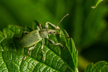 Green weevil insect resting on a leaf in a lush garden environment during daylight hours showcasing intricate details of its body and texture