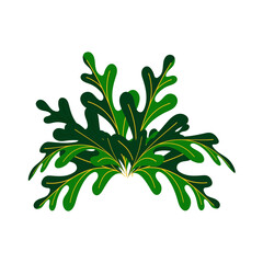 vector illustration of a plant leaf