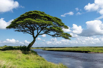Fototapeta premium Lone tree by riverbank amidst a tranquil landscape